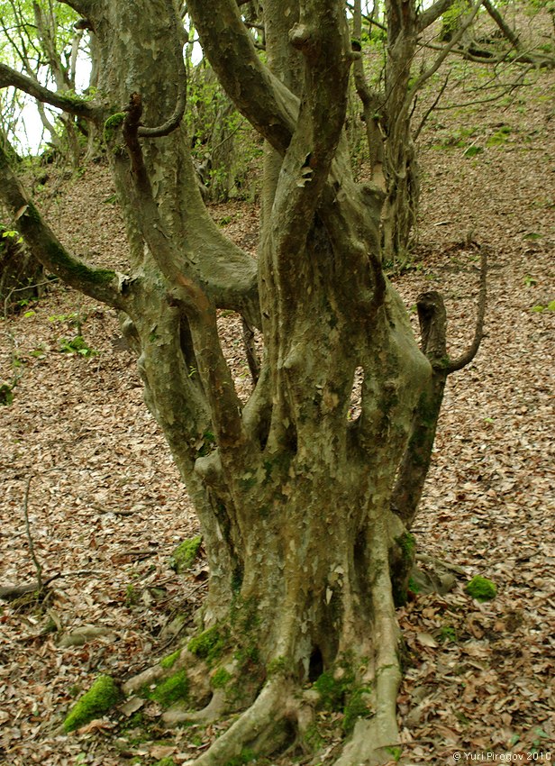 Image of Parrotia persica specimen.