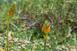 Ornithogalum dubium. Верхушки побегов с развивающимися соцветиями. Израиль, г. Иерусалим, ботанический сад университета. 01.05.2019.