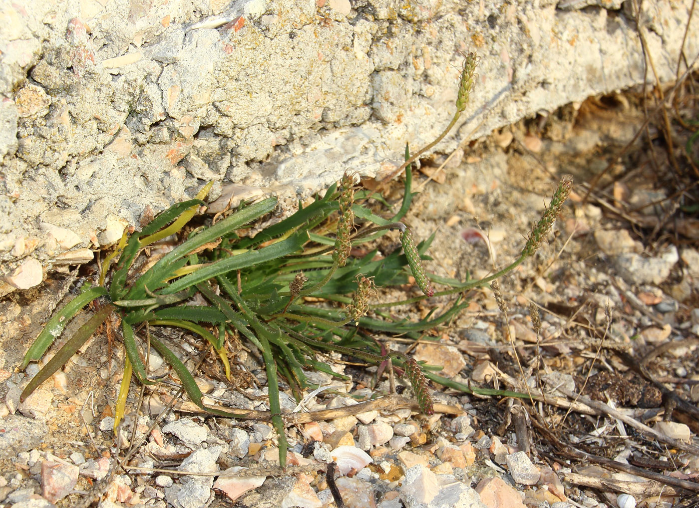 Image of Plantago coronopus specimen.