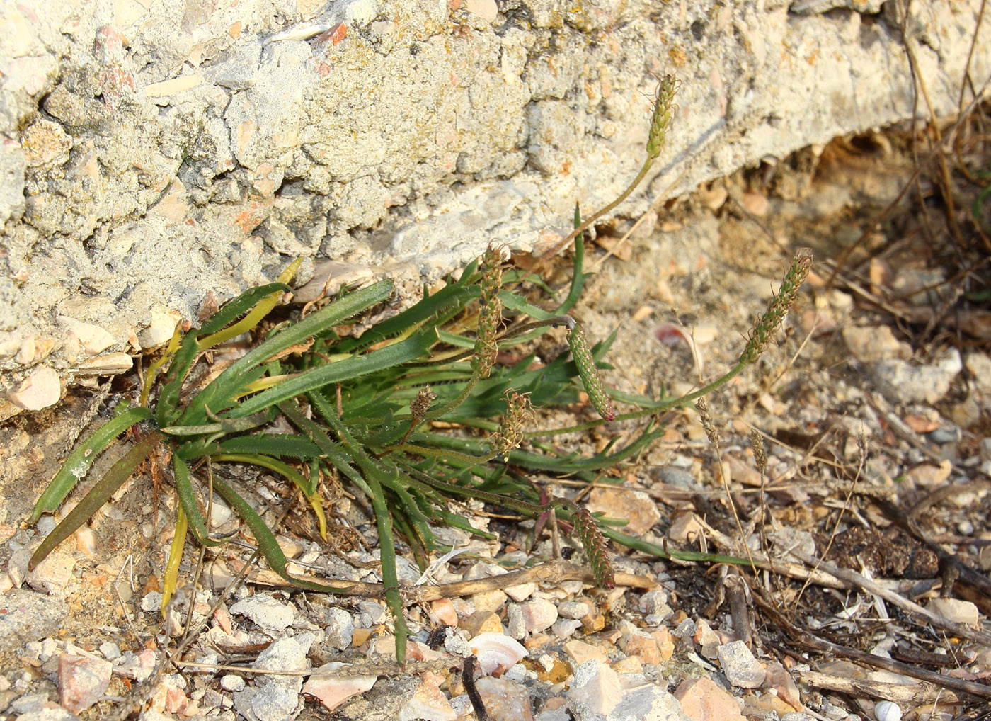 Изображение особи Plantago coronopus.