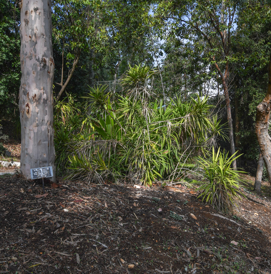 Image of Cordyline stricta specimen.