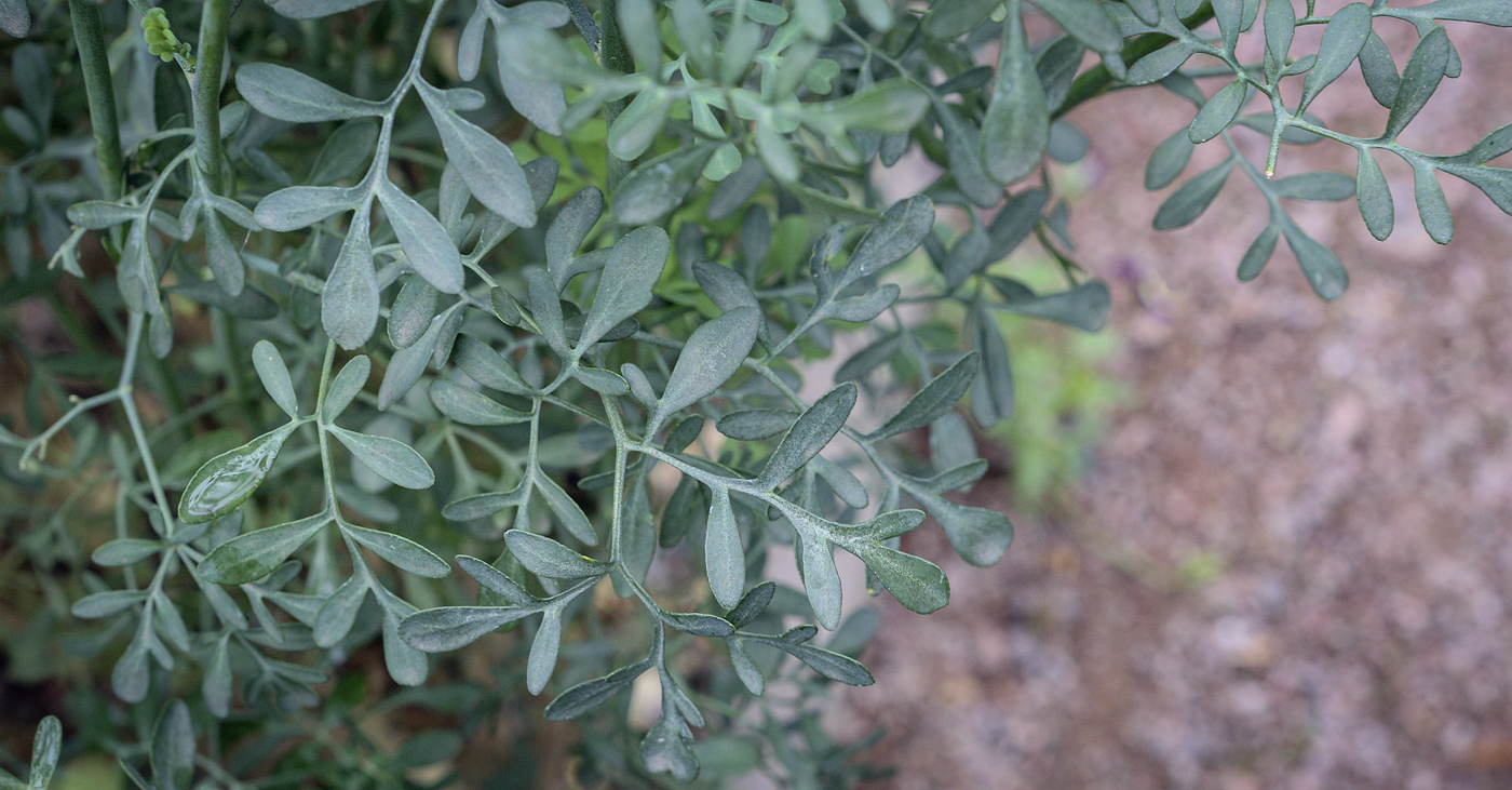 Image of Ruta graveolens specimen.