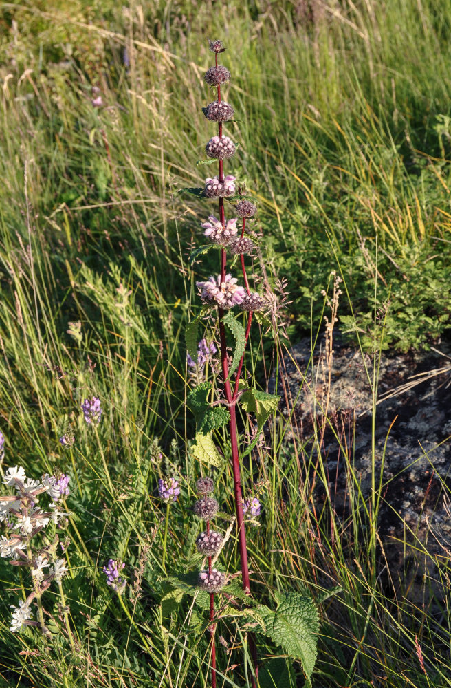 Изображение особи Phlomoides tuberosa.