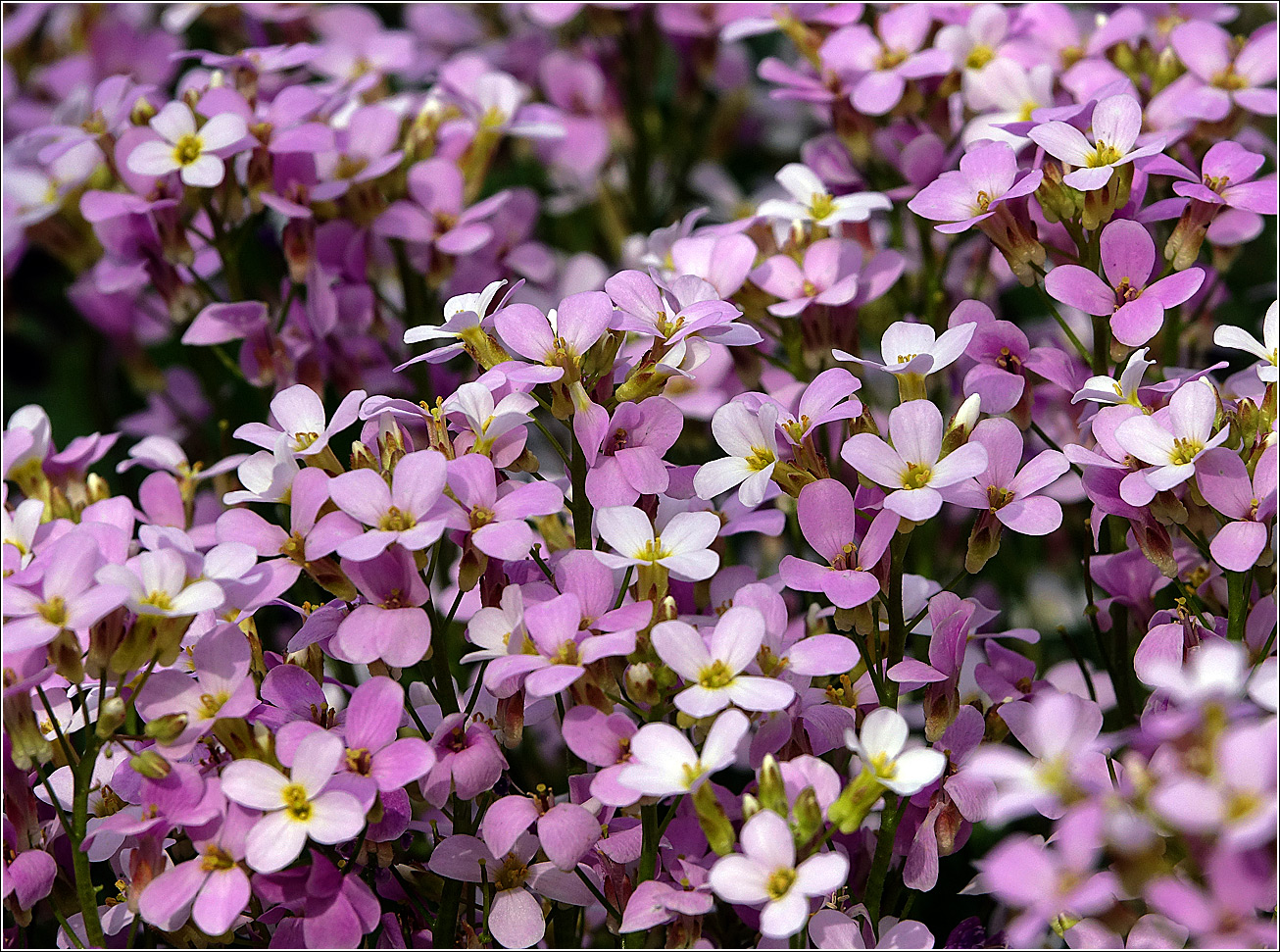 Изображение особи Arabis &times; arendsii.