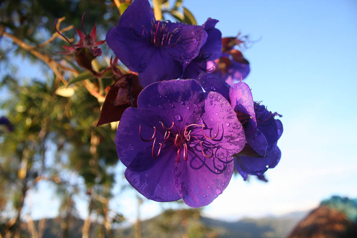 Изображение особи семейство Melastomataceae.