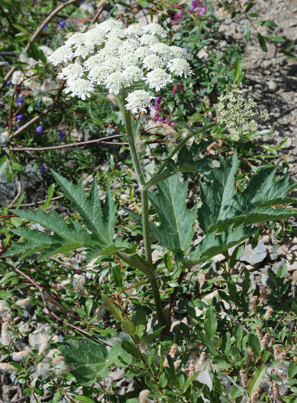 Image of Heracleum dissectum specimen.