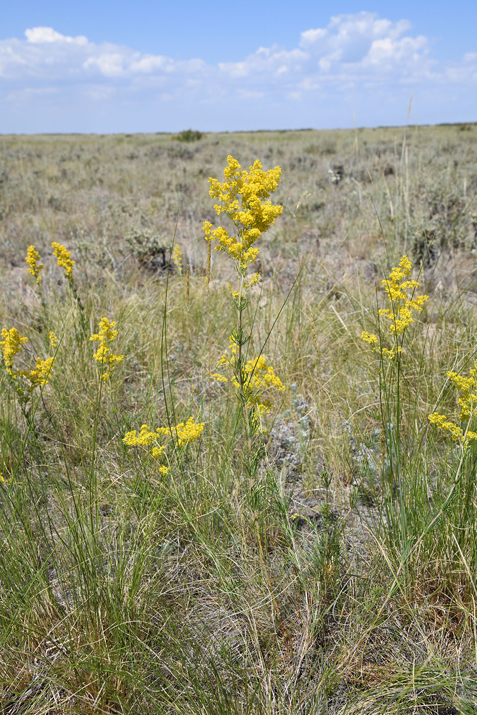 Image of Galium verum specimen.