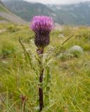 Cirsium simplex. Верхушка побега с соцветием. Карачаево-Черкесия, Урупский р-н, Кавказский биосферный заповедник, Имеретинский горный узел, ≈ 2600 м н.у.м., заболоченное плато под Тихим водопадом. 28.07.2022.