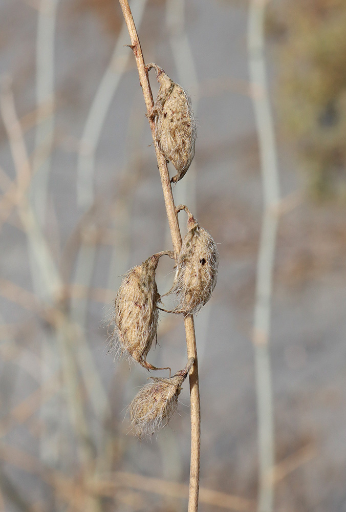 Изображение особи Astragalus chodshenticus.