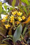 View full-size image Dendrobium chrysotoxum