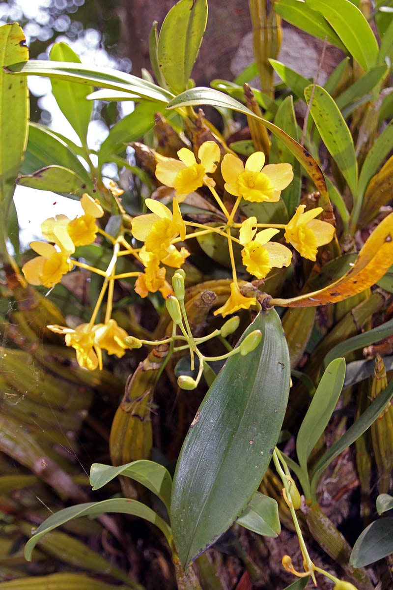 Изображение особи Dendrobium chrysotoxum.