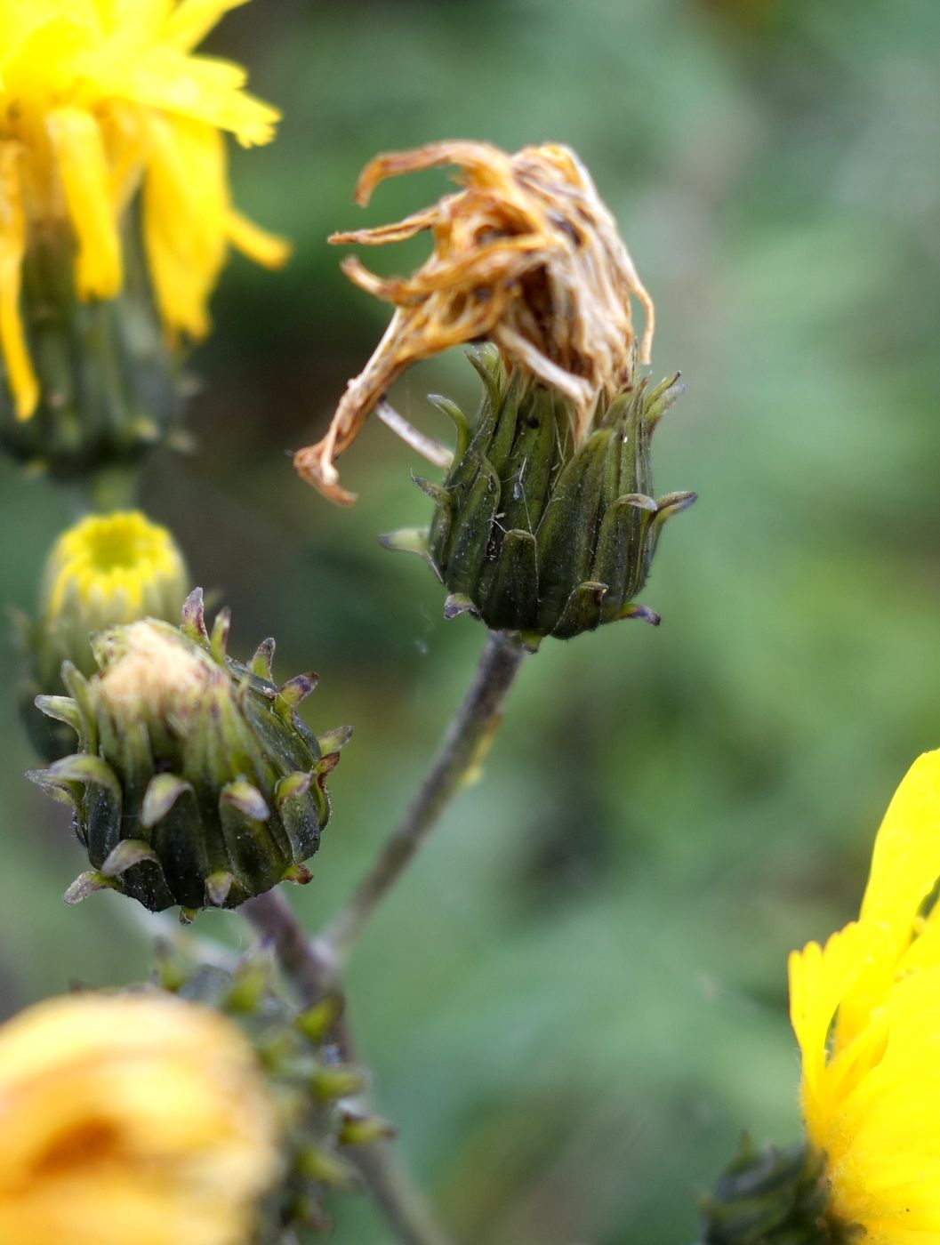 Image of Hieracium umbellatum specimen.