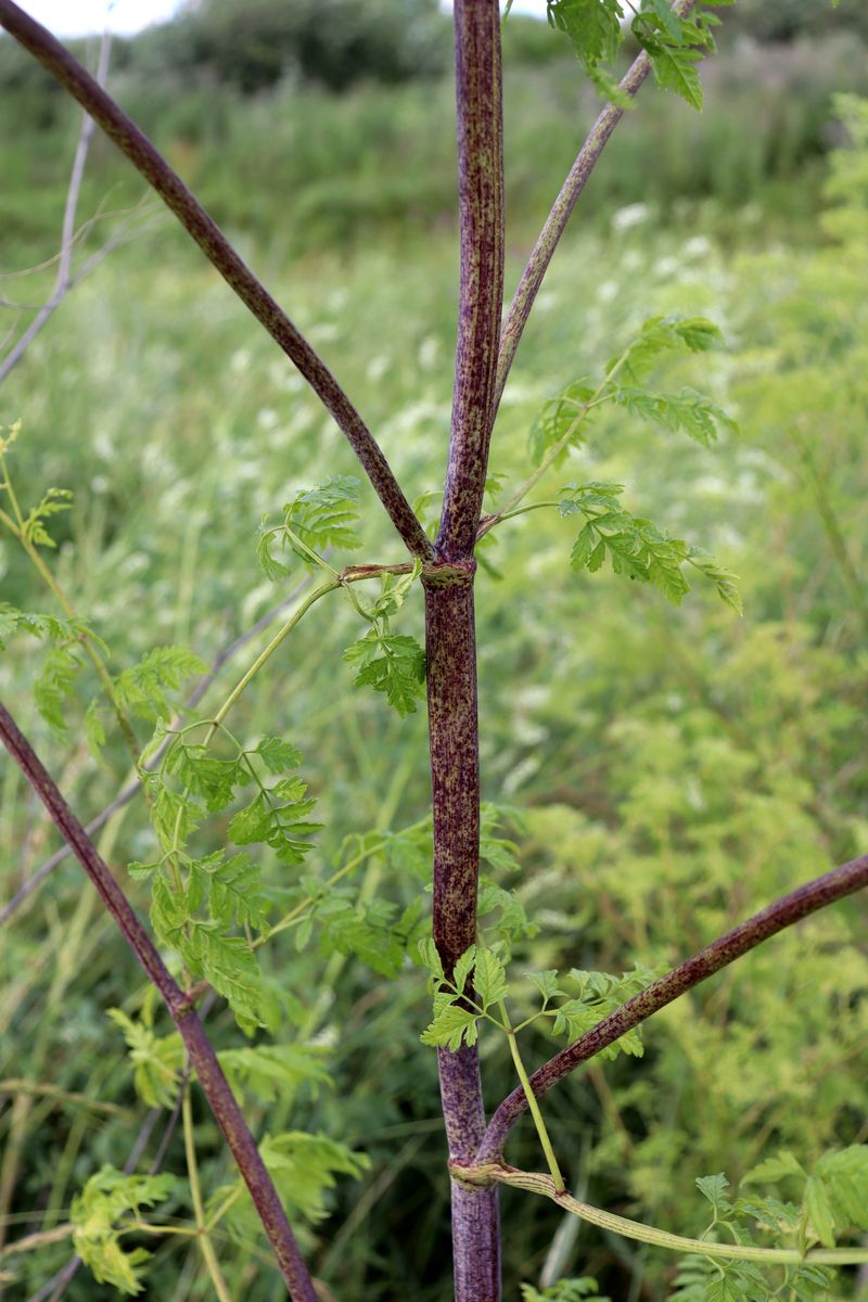 Image of Conium maculatum specimen.