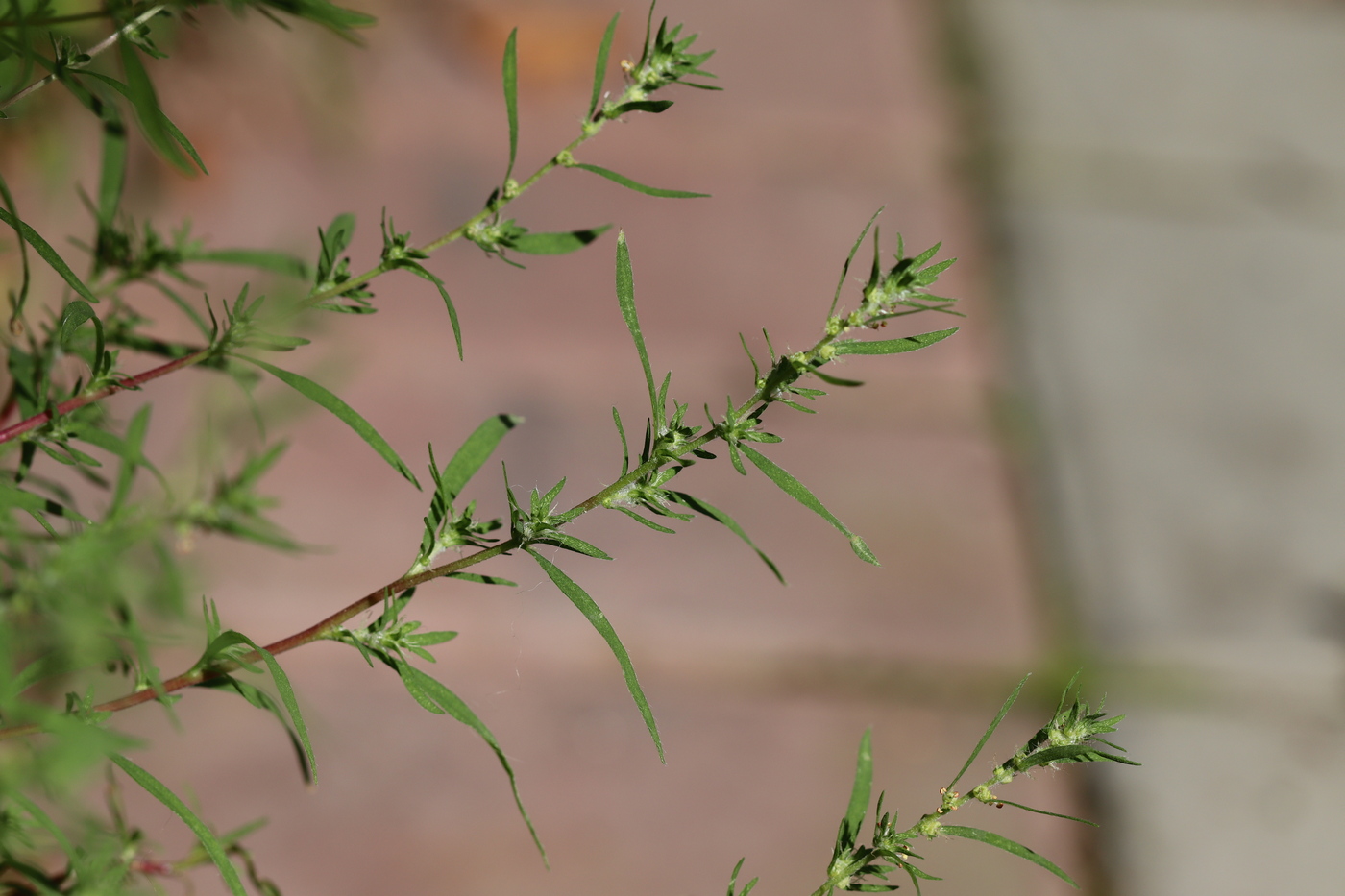 Image of Bassia scoparia specimen.