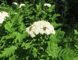 Pyrethrum macrophyllum