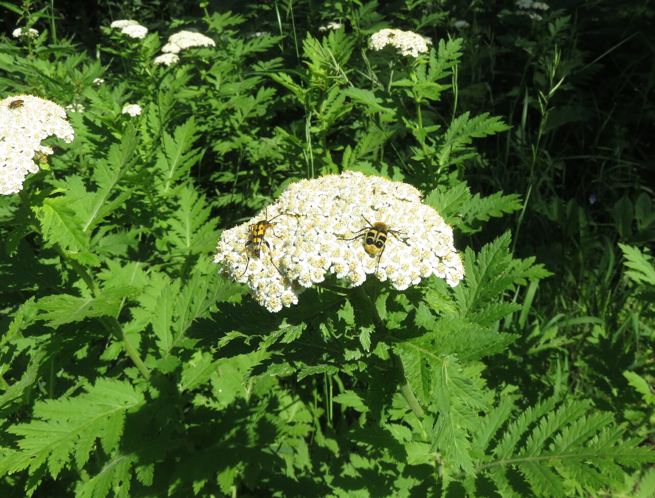 Image of Pyrethrum macrophyllum specimen.