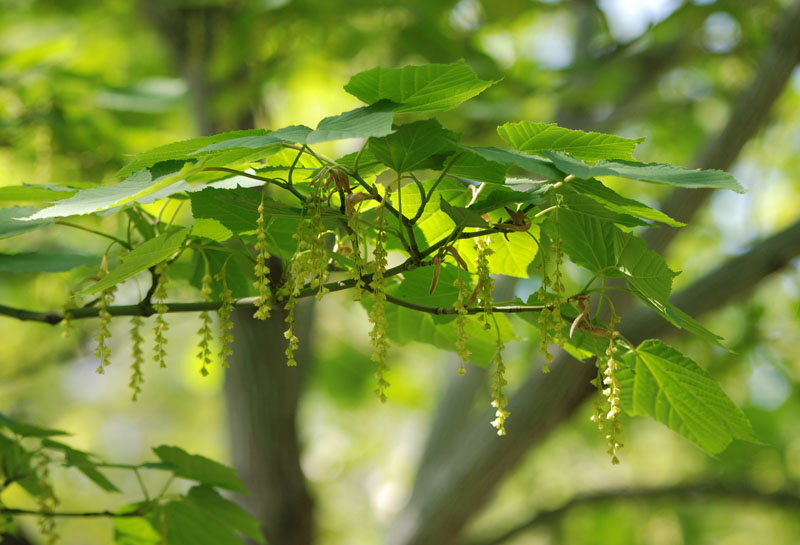 Image of Acer tegmentosum specimen.