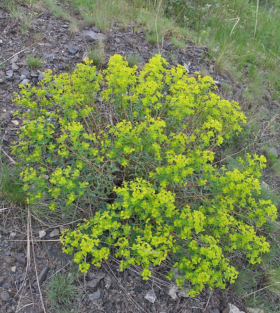 Image of Euphorbia macrorhiza specimen.