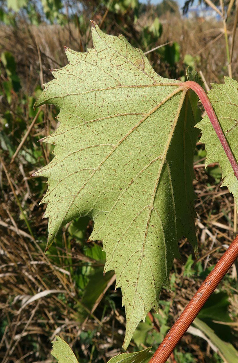 Изображение особи Vitis riparia.