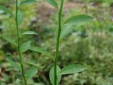 Vaccinium parvifolium
