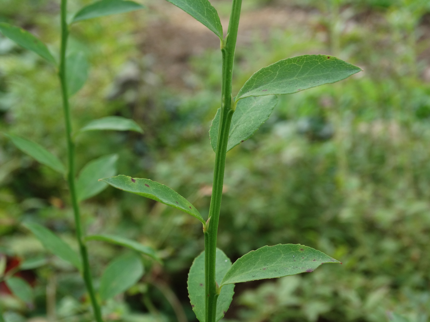 Image of Vaccinium parvifolium specimen.