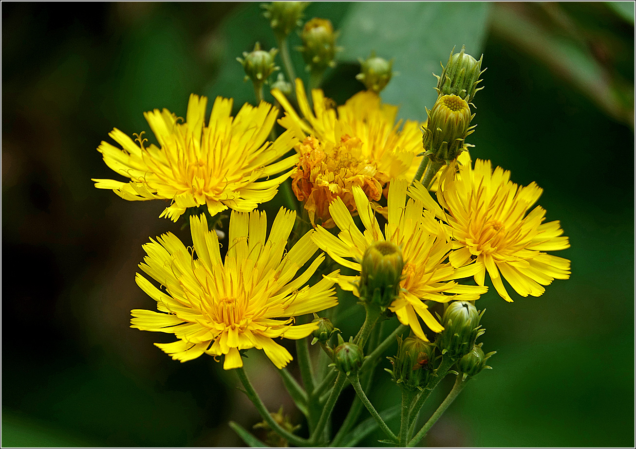 Изображение особи Hieracium umbellatum.