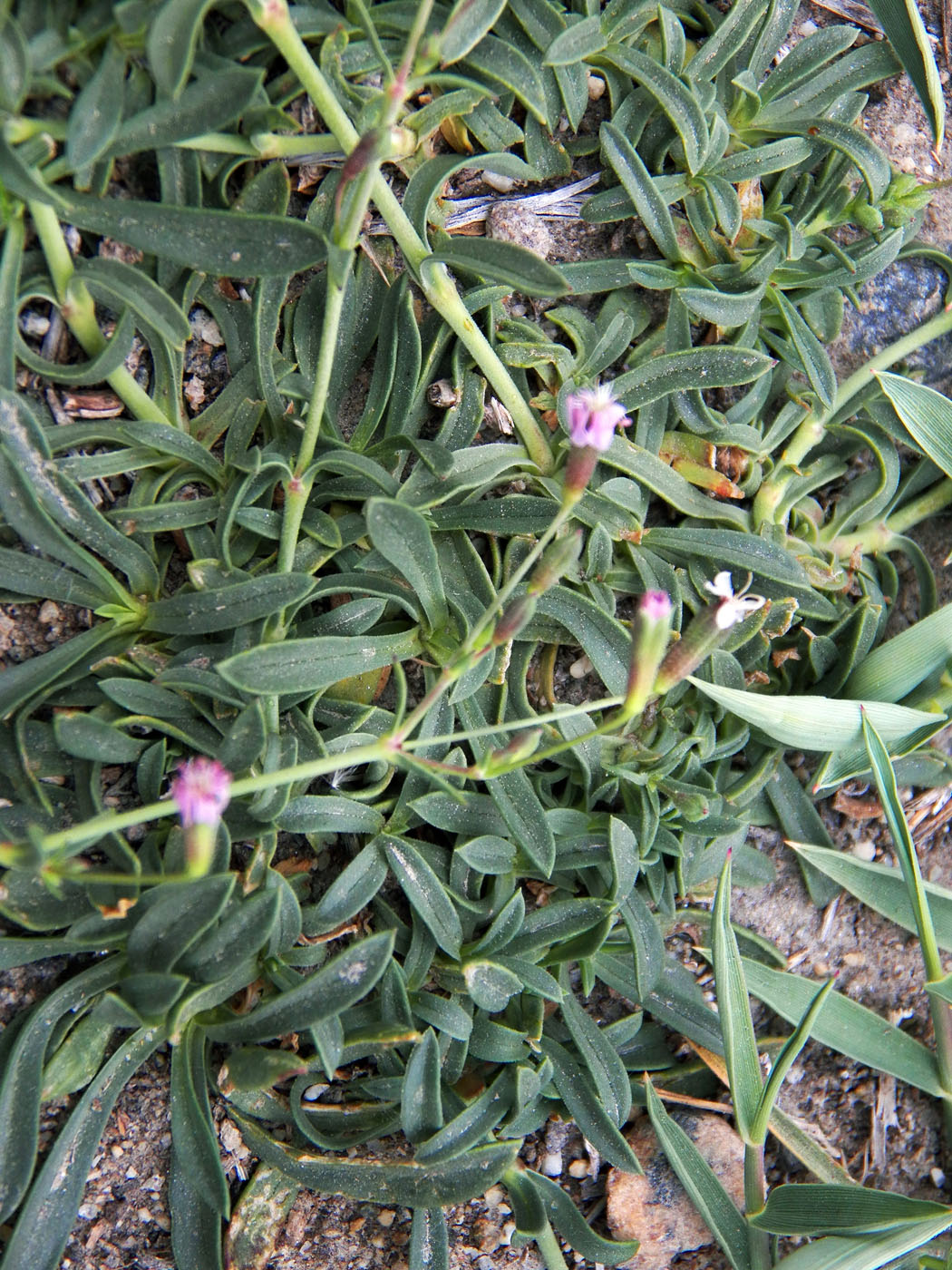 Изображение особи Saponaria griffithiana.