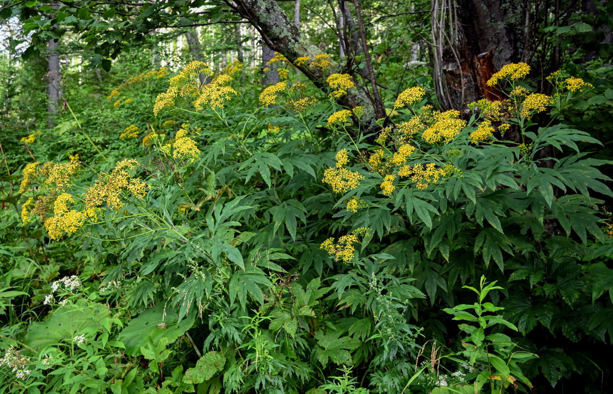 Изображение особи Senecio cannabifolius.