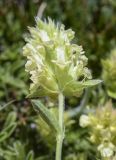 Sideritis hyssopifolia. Верхушка побега с соцветием. Испания, автономное сообщество Каталония, провинция Жирона, комарка Рипольес, муниципалитет Сеткасес, курорт \"Вальтер 2000\", ≈2200 м н.у.м., нижняя часть склона зап. экспозиции, каменистый луг. 03.07.2022.