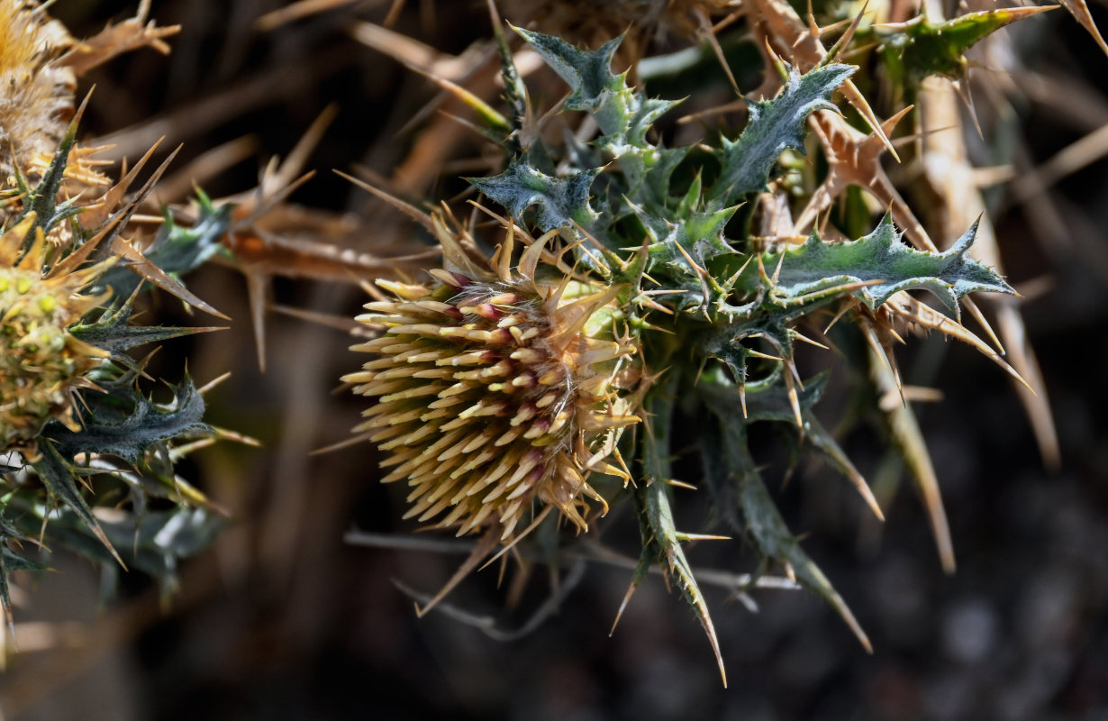 Изображение особи Carlina brachylepis.