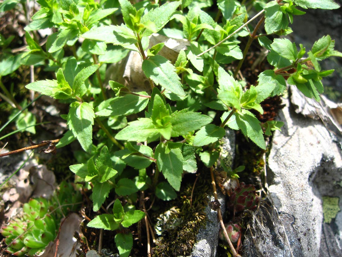 Image of Paederotella pontica specimen.