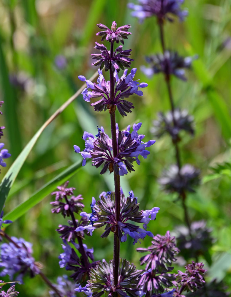 Image of Salvia verticillata specimen.