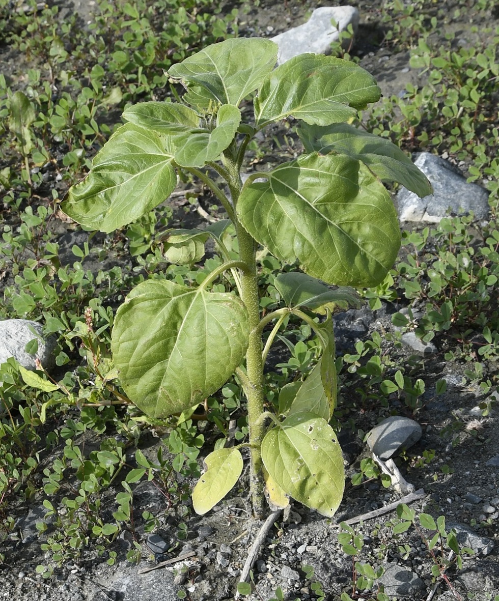 Изображение особи Helianthus annuus.