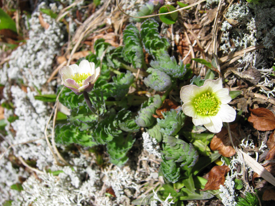 Image of Callianthemum sajanense specimen.