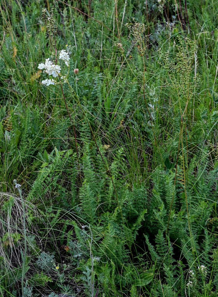 Image of Filipendula vulgaris specimen.