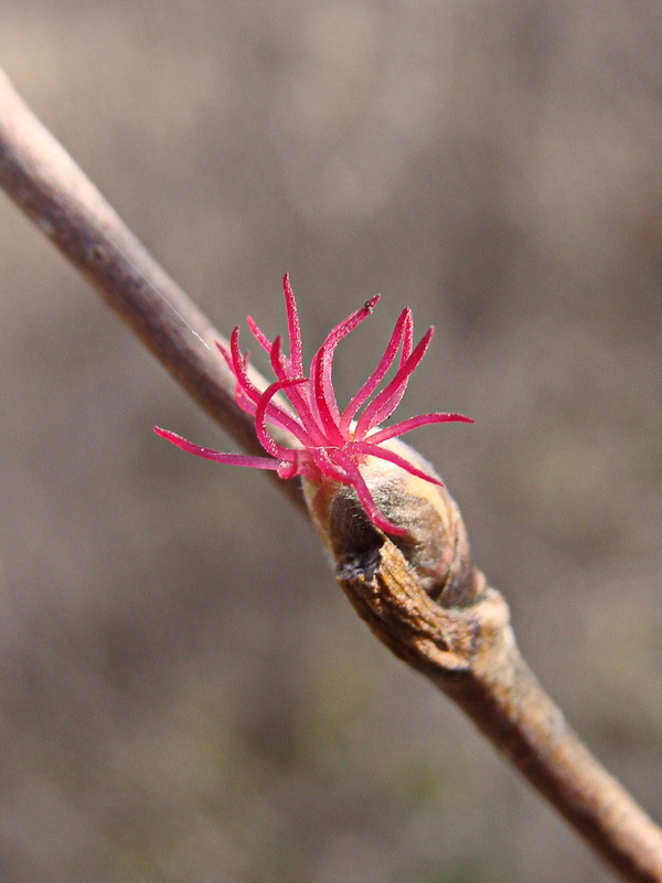 Image of Corylus mandshurica specimen.