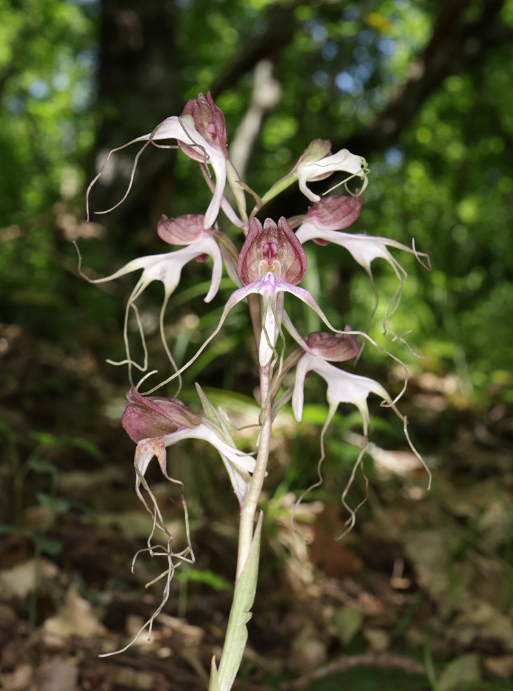 Изображение особи Himantoglossum comperianum.