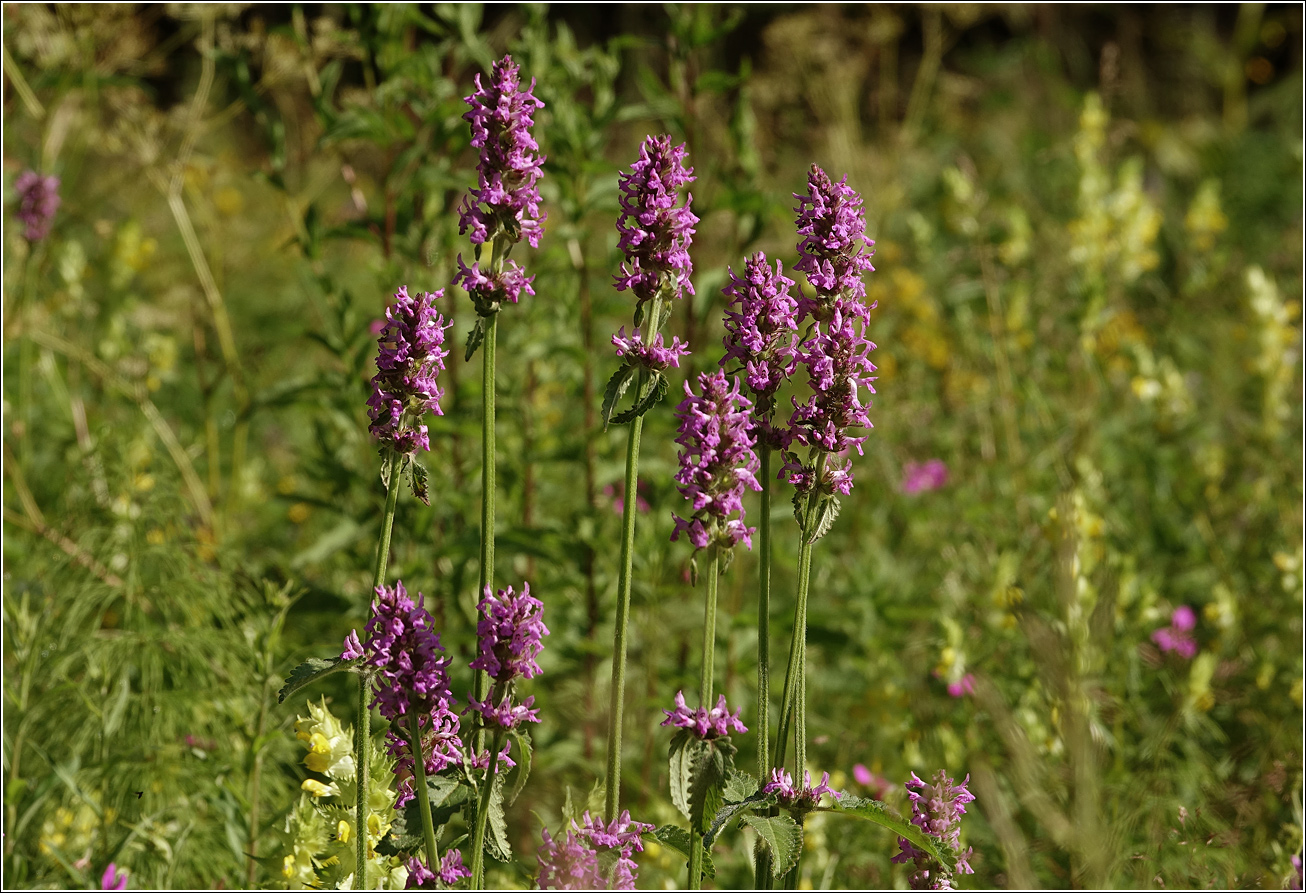 Изображение особи Betonica officinalis.