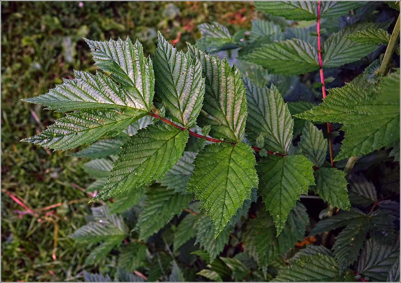 Image of Filipendula ulmaria specimen.