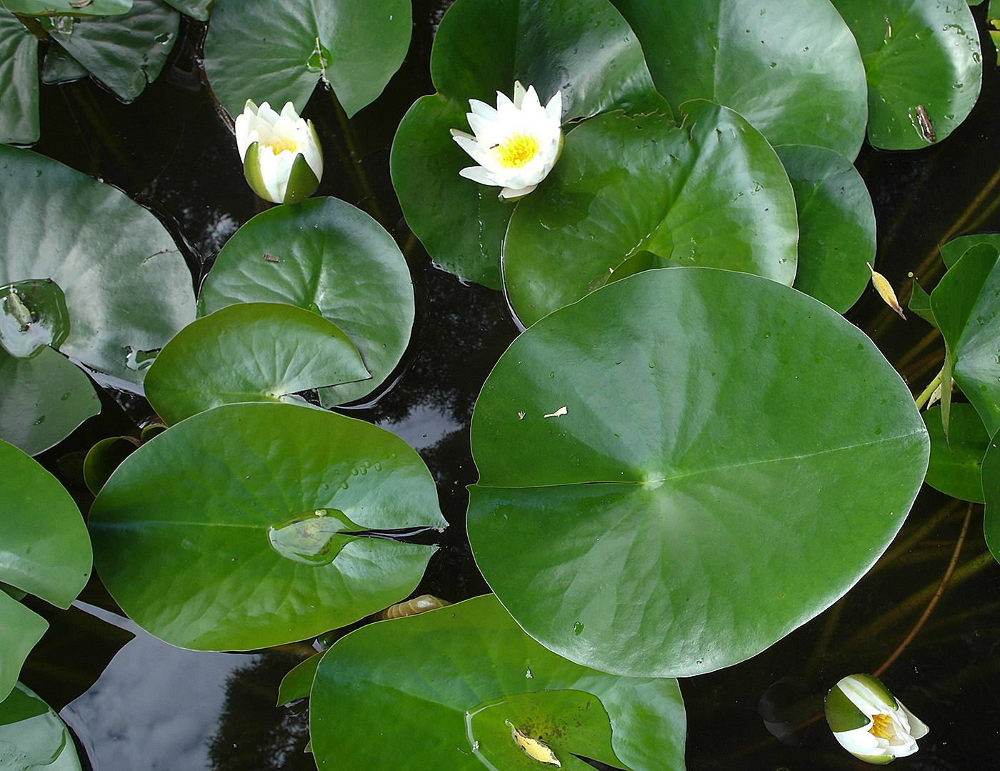 Изображение особи Nymphaea alba.