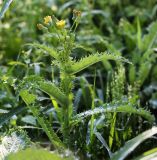 Sonchus asper