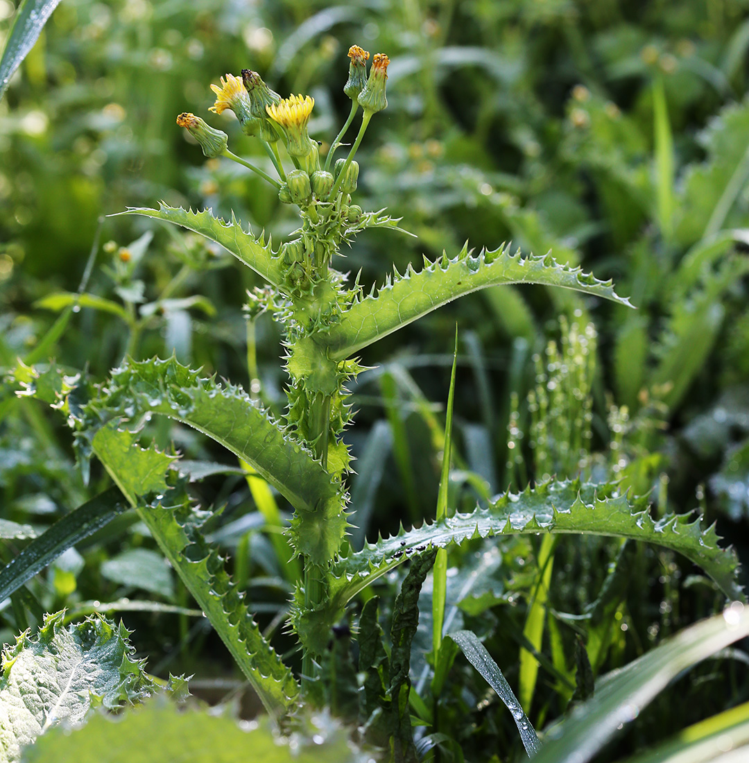 Изображение особи Sonchus asper.