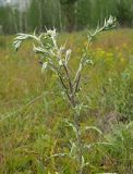 Carlina biebersteinii