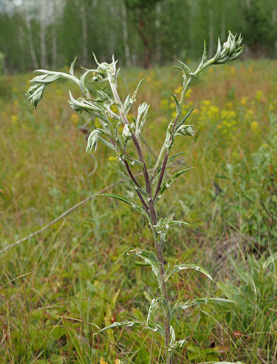 Изображение особи Carlina biebersteinii.