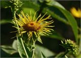 Inula helenium