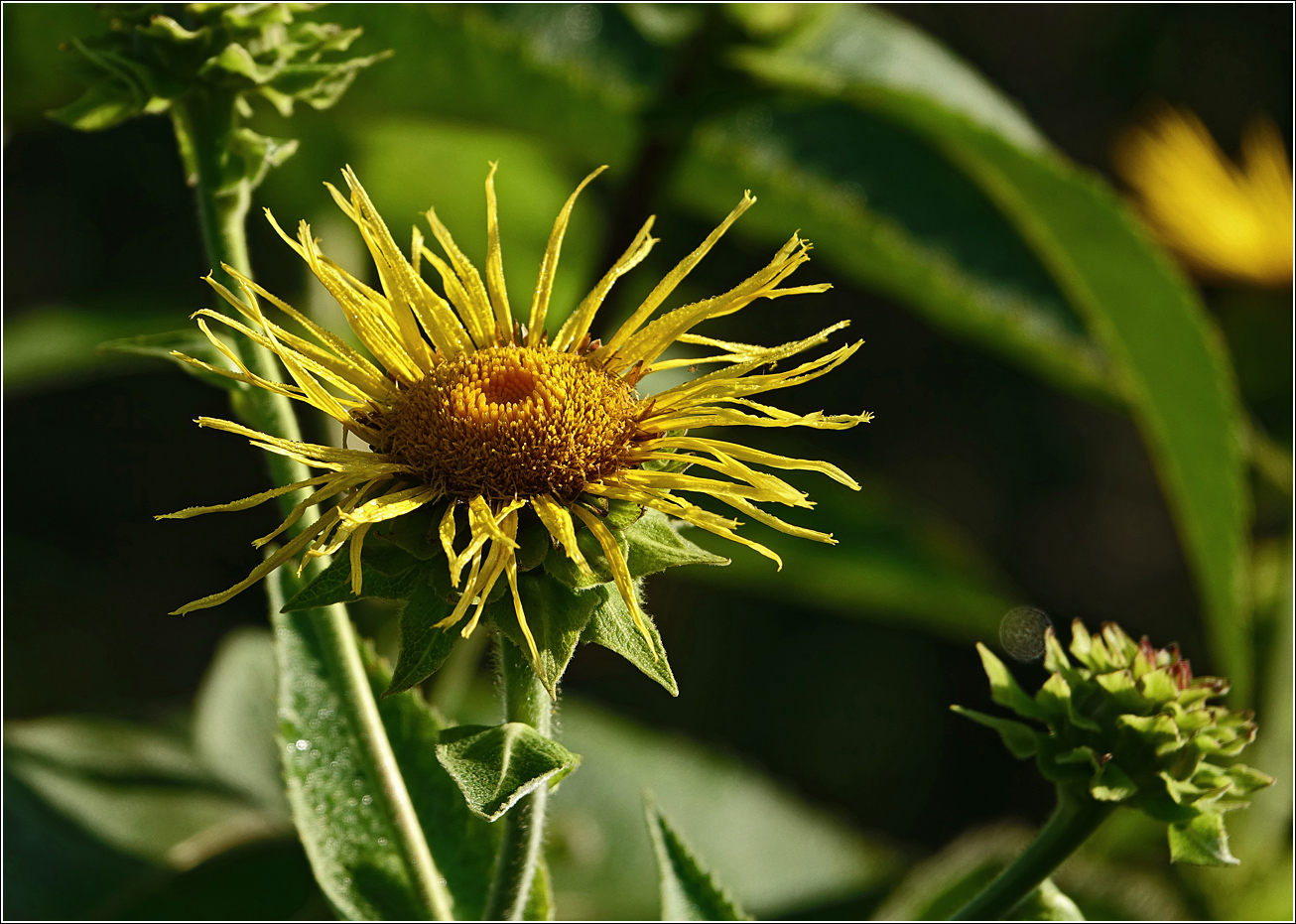 Изображение особи Inula helenium.