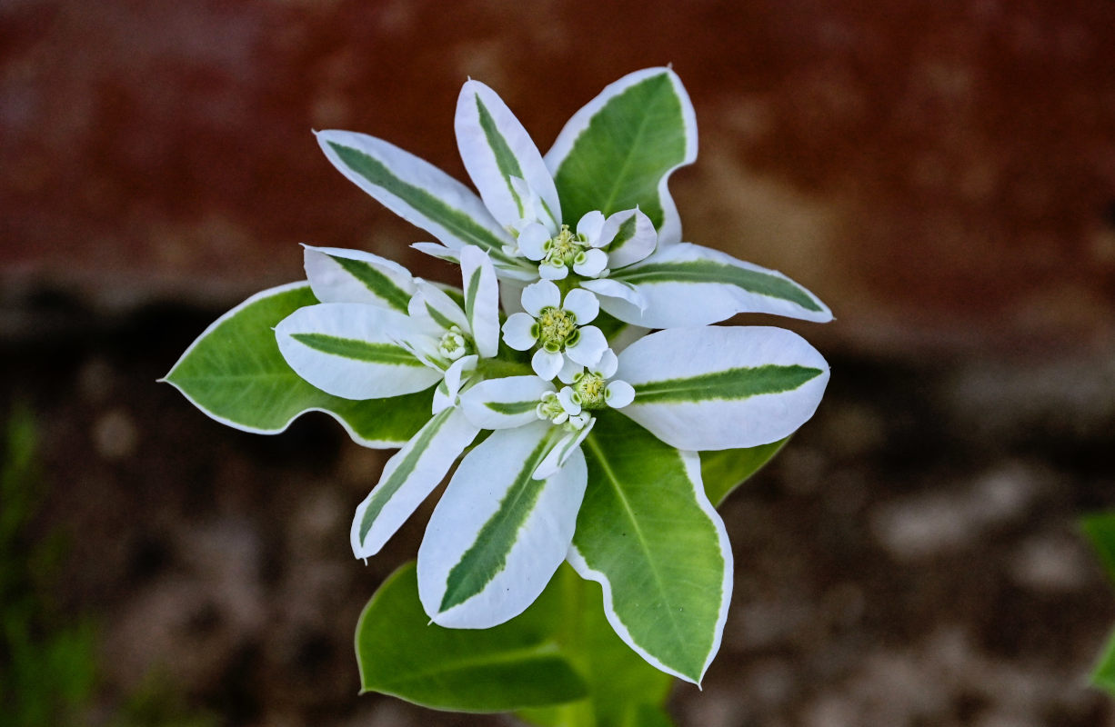 Image of Euphorbia marginata specimen.