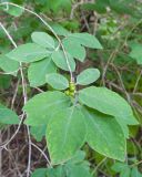 Lonicera steveniana. Верхушка ветки с незрелыми плодами. Карачаево-Черкесия, Зеленчукский р-н, гора Джисса, ≈ 1400 м н.у.м., лес на склоне балки. 15.06.2024.