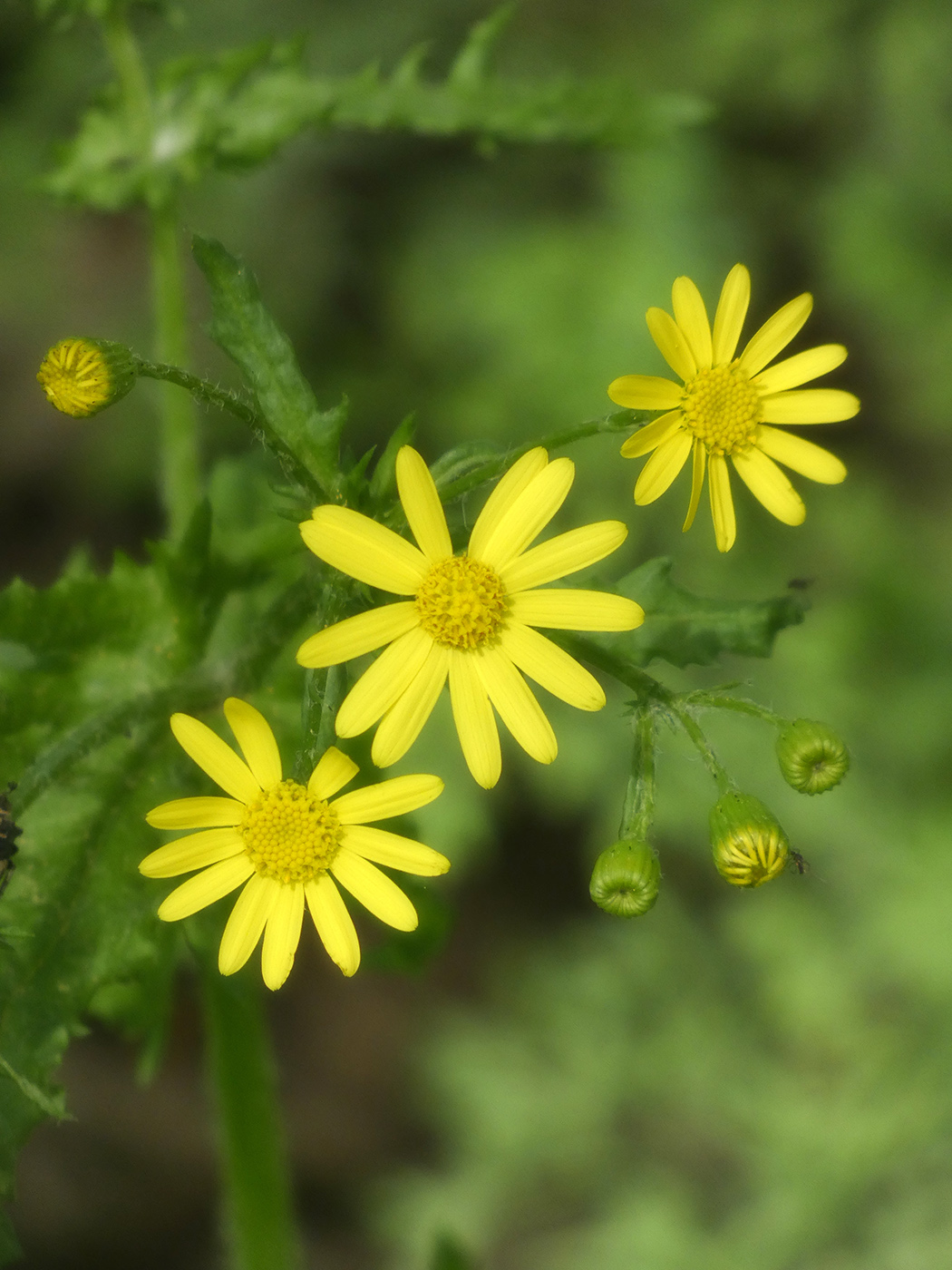 Изображение особи Senecio vernalis.