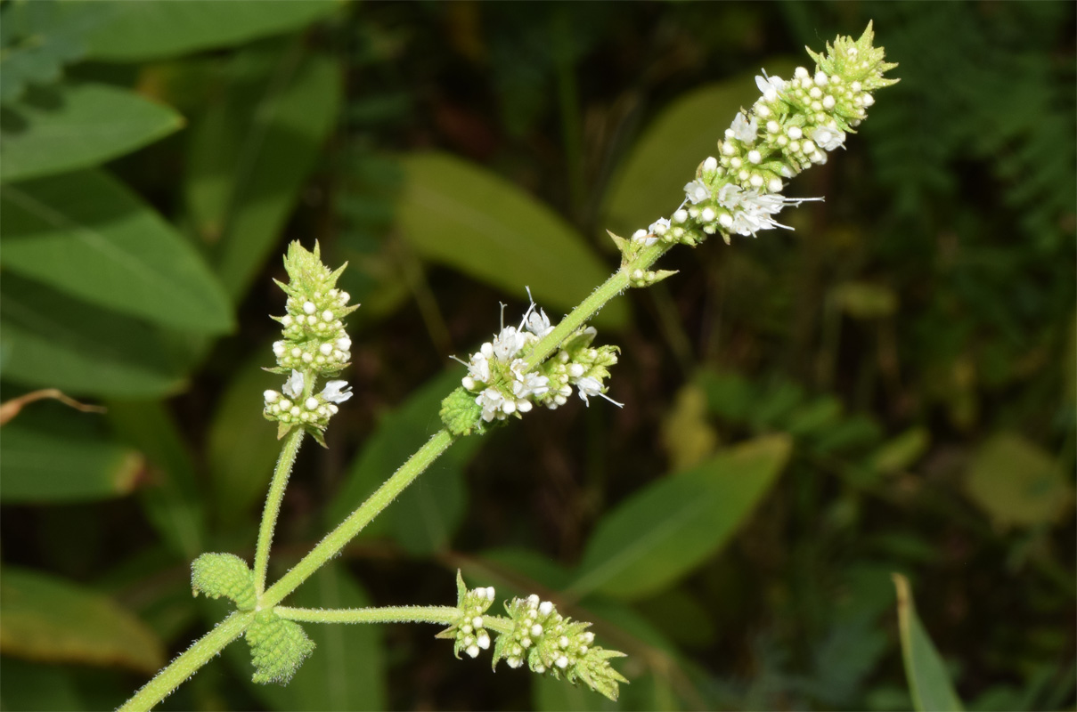 Image of Mentha suaveolens specimen.